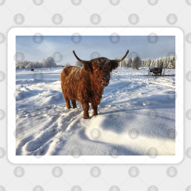 Scottish Highland Cattle Cow 1899 Sticker by SaarelaHighland